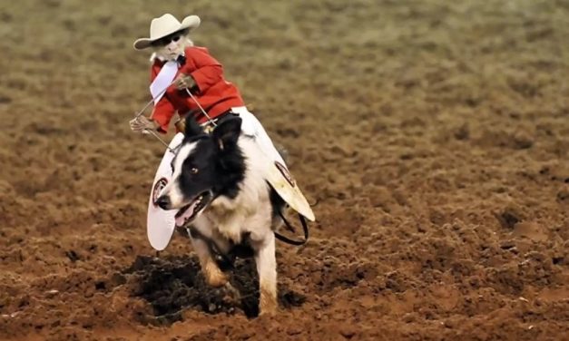 SIGN: Justice for Terrified Monkeys Strapped to Running Dogs in Cruel Rodeo