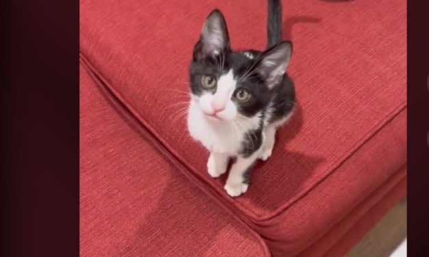 Tiny Feral Kitten Who Rode 30 Miles Under Car Finds Loving Home