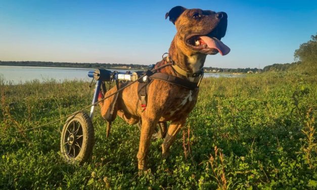 Wheelchairs Help Ukrainian Dogs Injured in War Find New Freedom