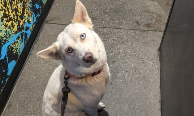 PETITION UPDATE: Husky Brutally Shot in Head Recovering and Looking For Forever Home