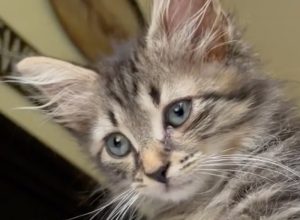 tabby kitten cat Tony TikTok