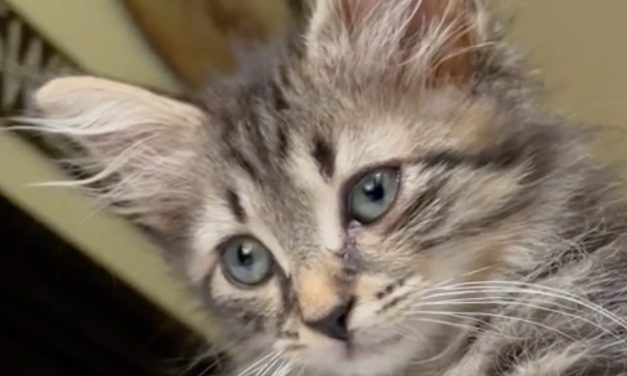 Kitten With Broken Tail and Infection Recovers After Being Rescued from Roadside