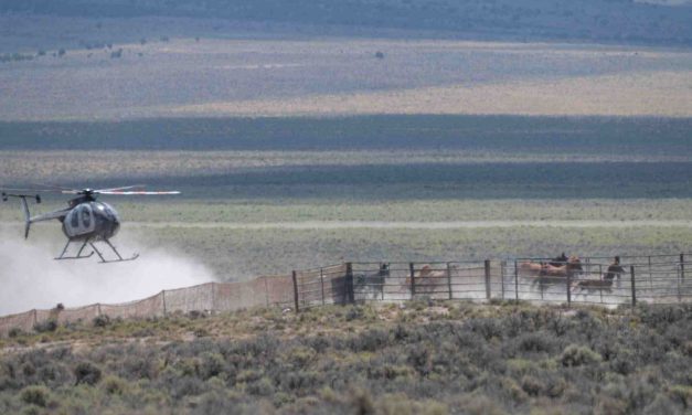 Petition Update: LFT Urges BLM to Stop Deadly Wild Horse Roundups at Board Meeting