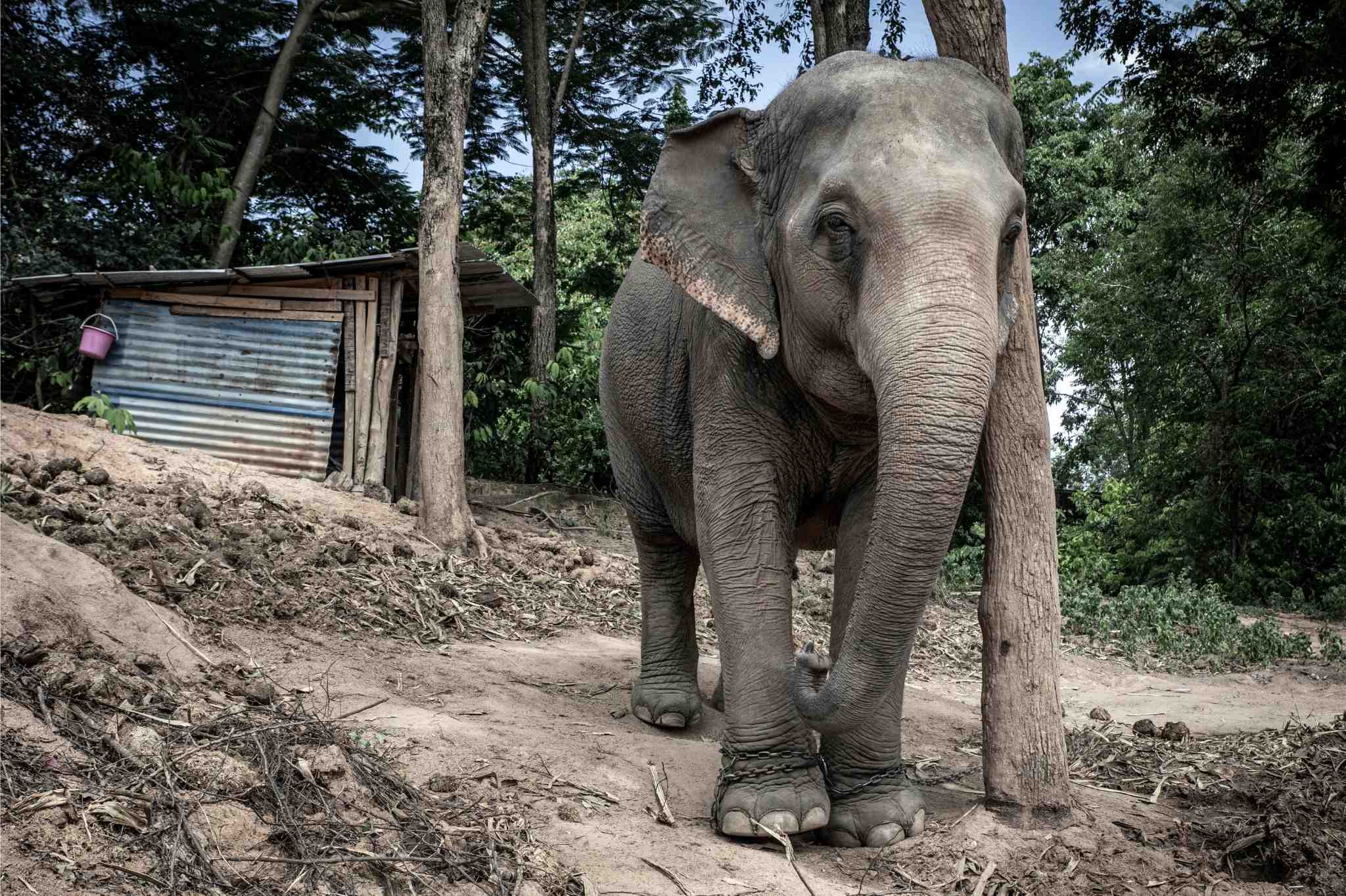 Chained elephant
