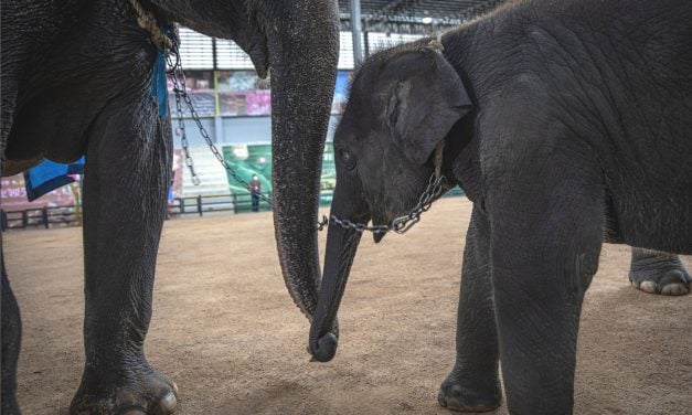 SIGN: Justice for Elephants Chained, Stabbed, and Forced to Perform at Thai Tourist Attractions