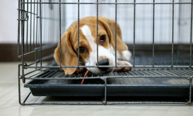 Congress Takes Action Following Exposé of Cruel Experiments on Puppies
