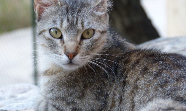 Heartbroken Ukrainian Girl and Beloved Cat Reunited Thanks to Kind Souls