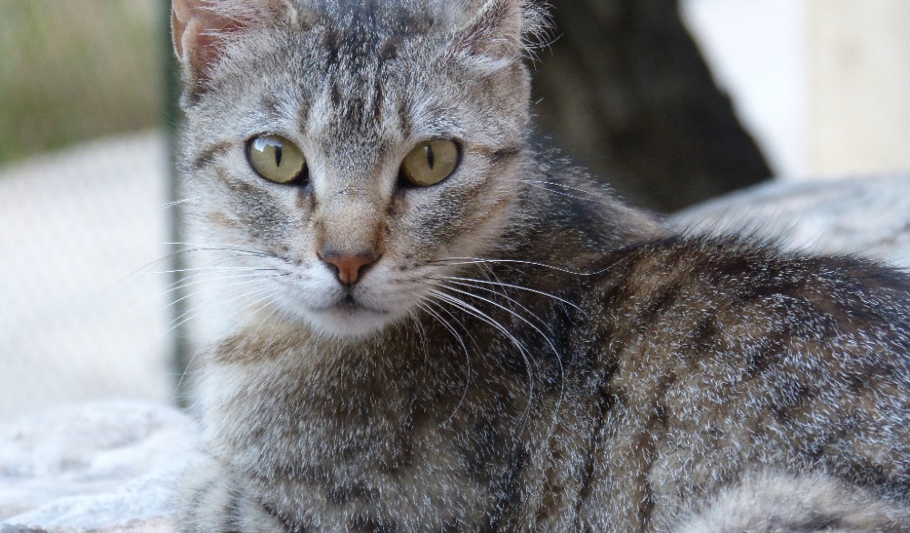 cat tabby gray stripe green eyes laying