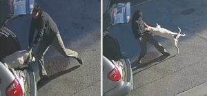 dog puppy chicago abuse thrown punched animal cruelty