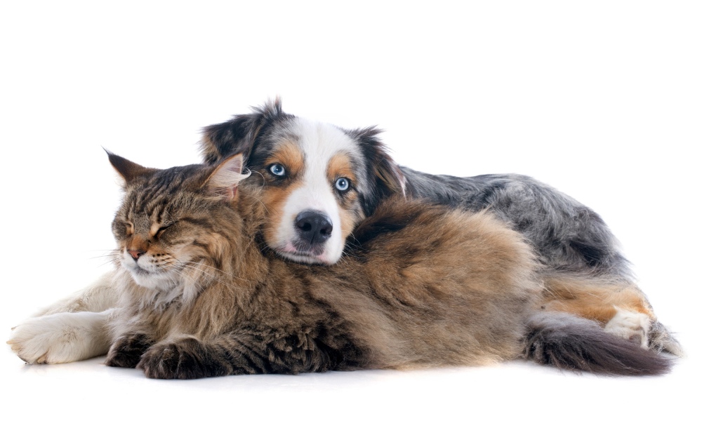 Cat and Dog