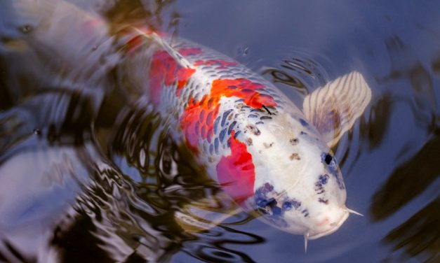 SIGN: Justice for Fish who Died Slowly and Painfully from Gasoline Poured into Their Pond