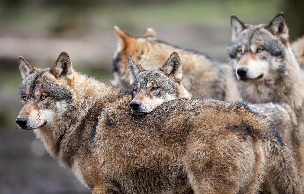 Grey wolf pack