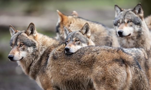 SIGN: Justice for Endangered Wolves Poisoned To Death by Poachers