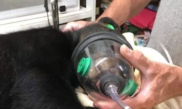 Baby Bear Hit by Car Makes ‘Miraculous’ Recovery and Is Now Back in the Wild