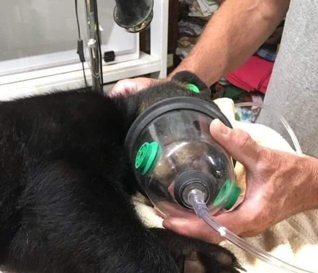 Bear cub rescue