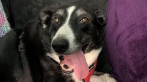 border collie dog police station rescue