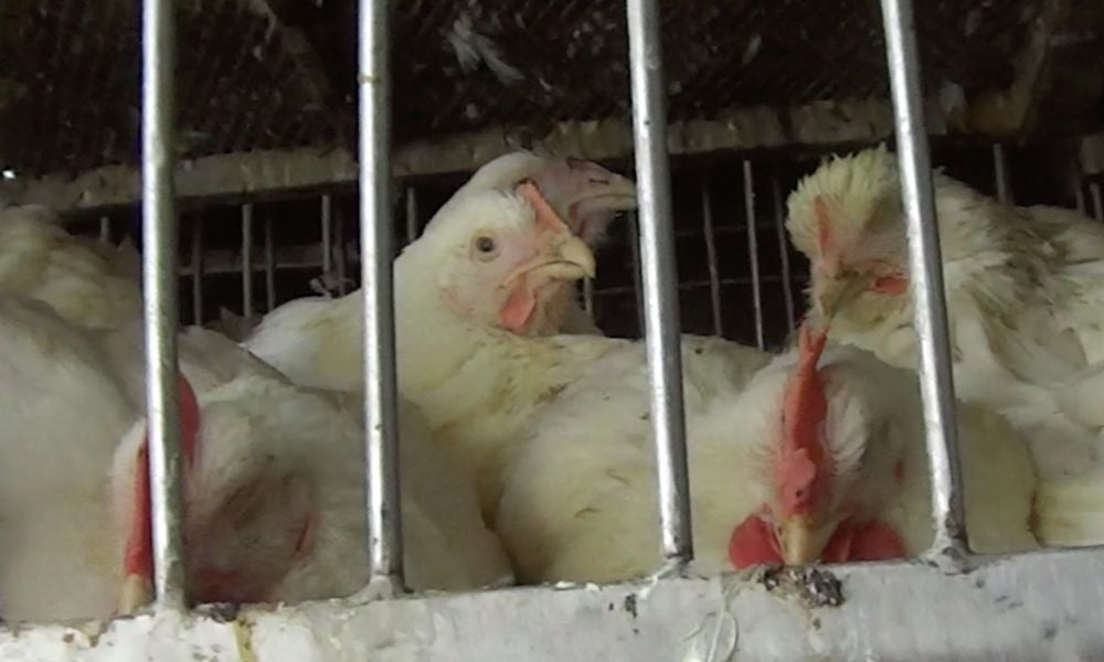 Flock of chickens mysteriously freeze up spooking owner