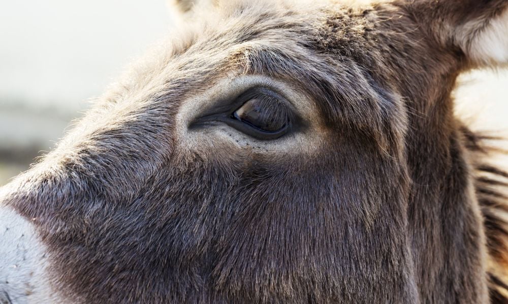 Close Up Of Donkey's Face