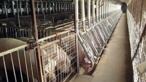 mother pigs Smithfield gestation crates lawsuit