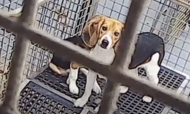 SIGN: Shut Down UK Facility Breeding Beagles for Cruel Medical Research