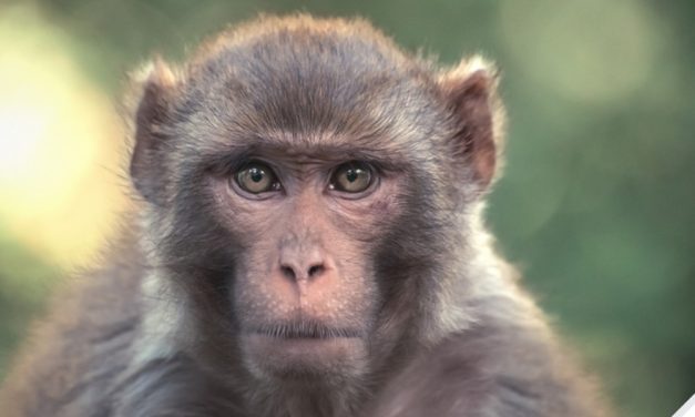 New Report Reveals Widespread Cruelty to Indonesia’s Macaques