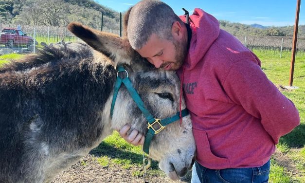 Donkeys Bound for Slaughter Find Sanctuary At Oscar’s Place