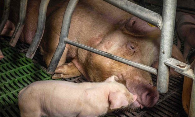 Americans Agree: Greedy Factory Farms Put Profits Over Animals, People, and The Planet