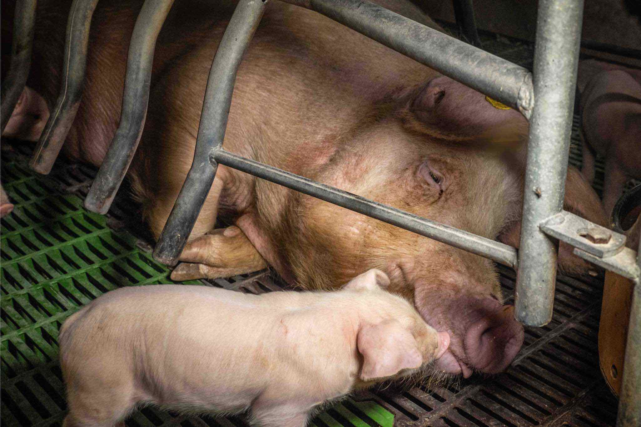 Americans Agree: Greedy Factory Farms Put Profits Over Animals, People, and  The Planet