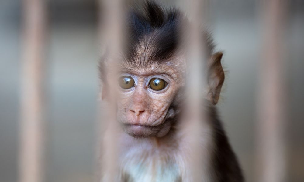 sad monkey