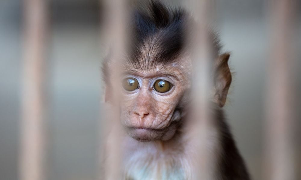 sad monkey