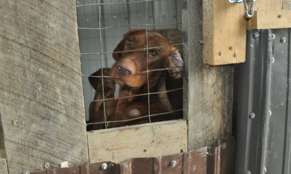 Dog in kennel