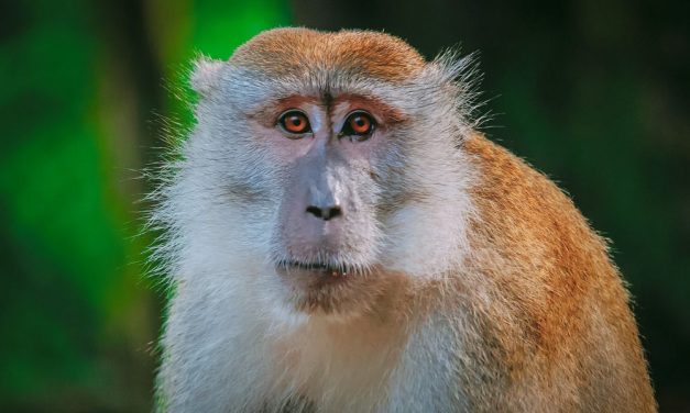 Cambodian Official Arrested for Smuggling Wild Macaques for Cruel Experiments