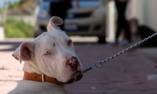 SIGN: Justice for Chained and Abused Dogs Allegedly Forced to Fight