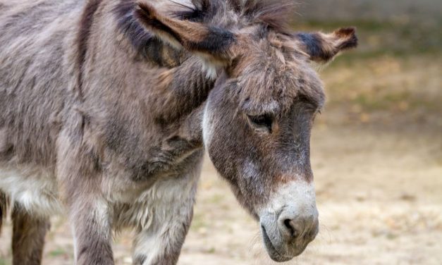 SIGN: Pass U.S. Ban on Products Made from Bludgeoned, Skinned Donkeys