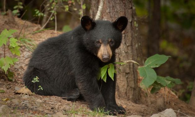 SIGN: Justice for NJ Baby Bears Brutally Killed