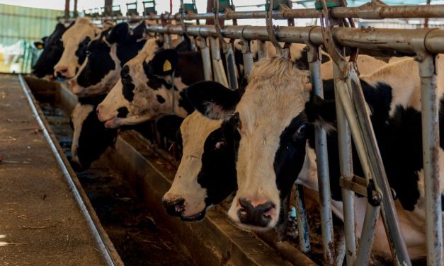 50+ Groups Demand Change As Factory Farms Pollute Communities