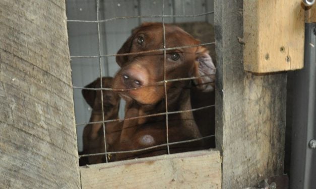 SIGN: Justice for Dogs Suffering in Filth and Sickness in PA’s Illegal Kennels