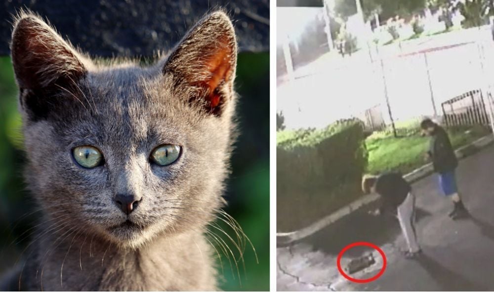 stray cat feline mutilation killing shot pellets shooting BB