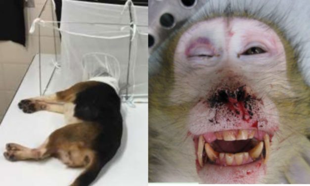 Federal Agency Sued For Allegedly Hiding Truth About Cruel Animal Tests