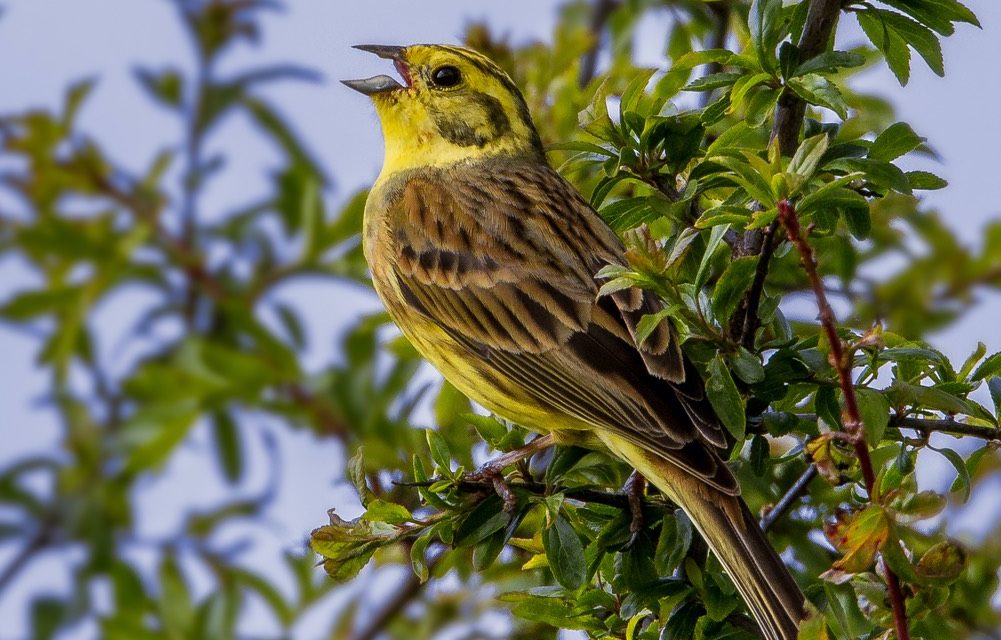 bird yellow singing tree