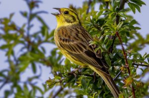 bird yellow singing tree