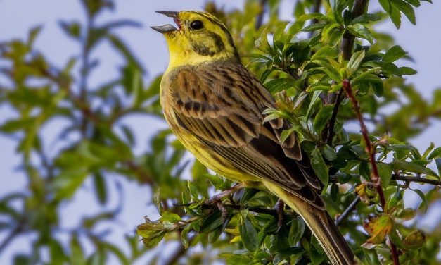 Hearing Birds Sing Helps Our Mental Health, New Study Finds