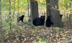 NJ bear cubs killed