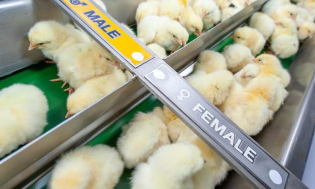 SIGN: Tell the European Union to Ban Cruel Chick Shredding!