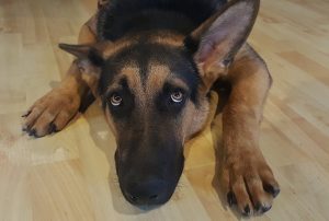 dog german shepherd sad scared wood floor