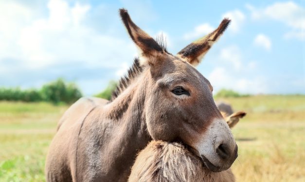 SIGN: Stop Brutal Massacre of Donkeys for “Skin Glue”