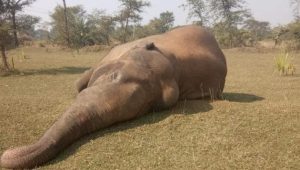 Electrocuted elephant