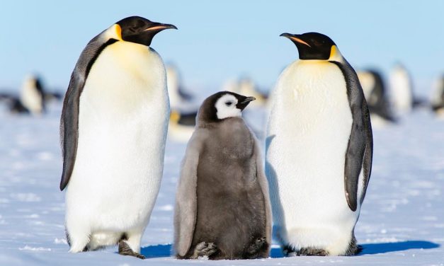 Emperor Penguins Get New Protections to Help Save them From Extinction