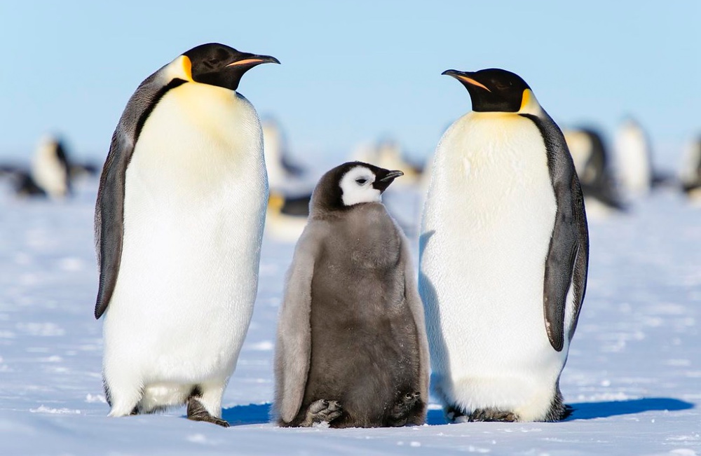 emperor penguins Antarctica chick