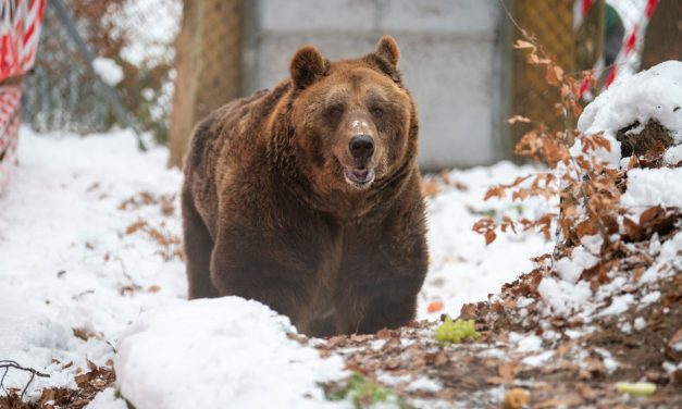 Bear Kept in Small Concrete Cage for 20+ Years Arrives at Sanctuary